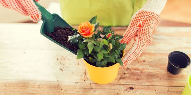Evde Çiçek Yetiştirmenin Püf Noktaları