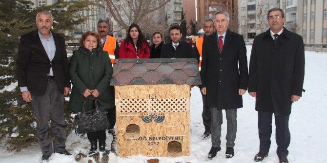 Beyaza Bürünen Elazığ’da Sokak Kedileri ‘Ev’lendi