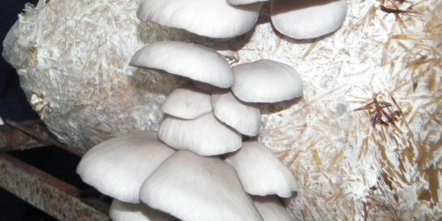 İstiridye Mantarı Yeterince Tanınmıyor