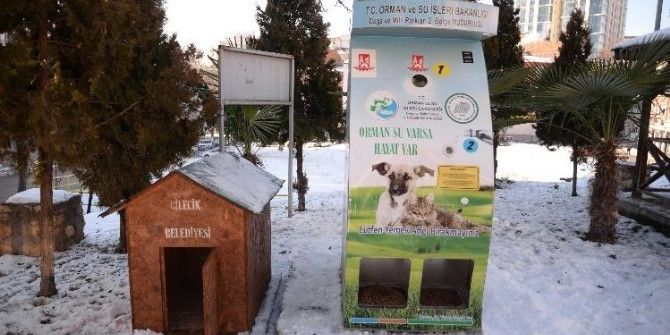 Sokak Hayvanlarının Yeni Yuvaları