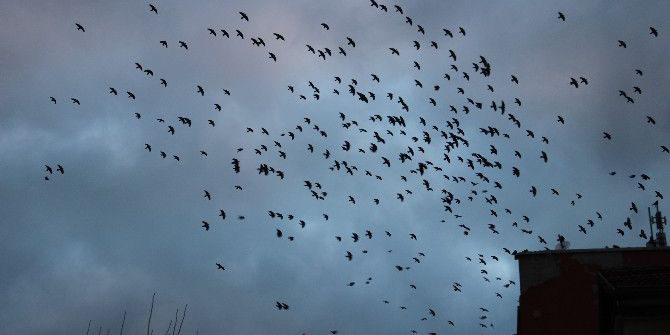 Kuşların Gökyüzündeki Dansı İzleyenleri Mest Ediyor