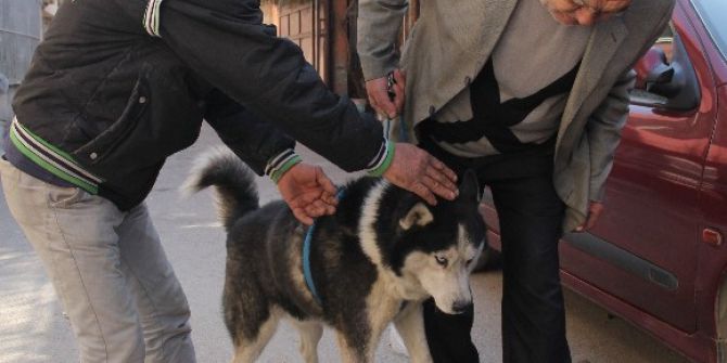 Bulunan Köpek Kendi Köpeği Çıkmayınca Hayal Kırıklığına Uğradı