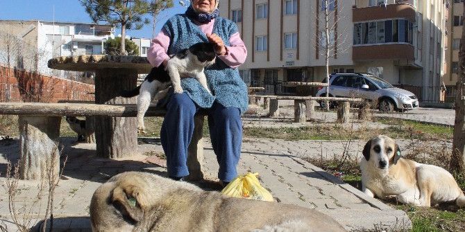 Saldırıya Uğrayan Hayvansever Teyze Konuştu