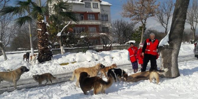Alaçam Kızılayı Sokak Hayvanlarını Unutmadı