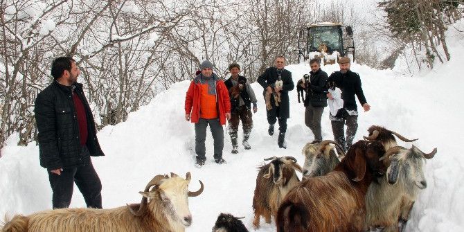 2 Çoban Ve 250 Küçükbaş Hayvan 4 Saatlik Operasyonla Kurtarıldı