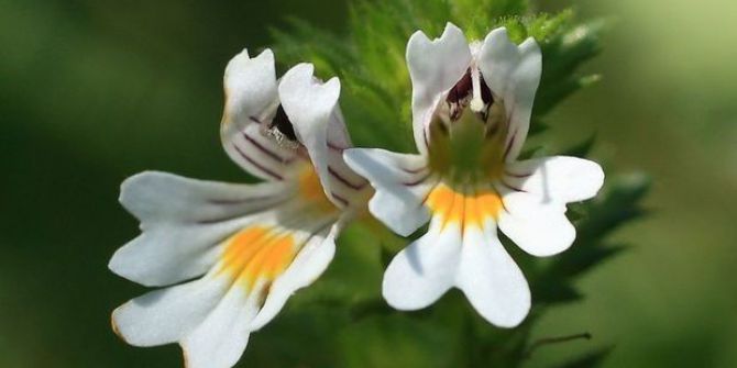 “Göz Sağlığınız İçin ‘Göz Otu’ Kullanın”