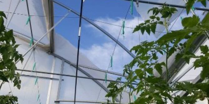 Fırtına Domates Serasını Vurdu