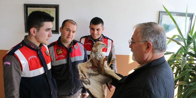 Yaralı Doğana Jandarma Sahip Çıktı