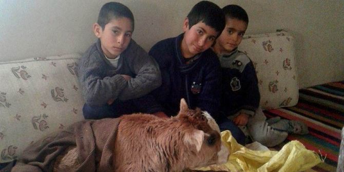 Dondurucu Soğukta Doğan Buzağıyı Evinde Besliyor