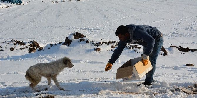 Hayvanlar İçin Doğaya Yem Bırakıldı