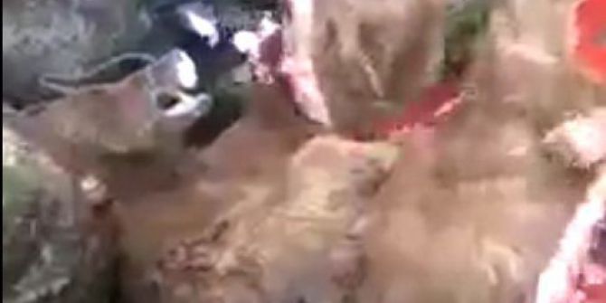 Vurdukları Ayının Görüntülerini Çekince Yakayı Ele Verdiler