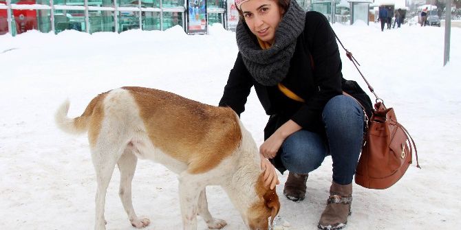 Sokak Köpeğinin Zor Anlarına İnsan Merhameti Yetişti