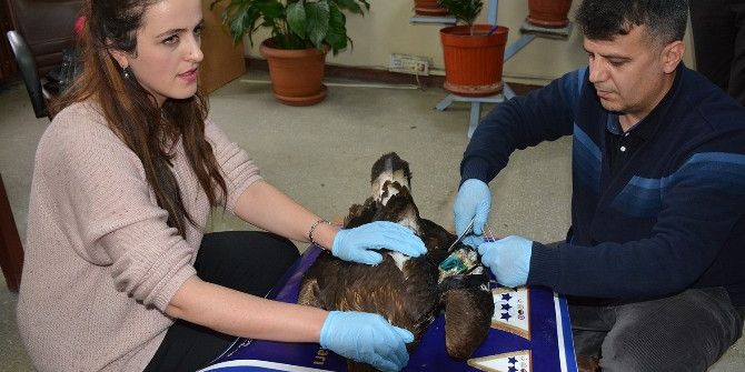Yaralı Kaya Kartalı Tedavi Altına Alındı