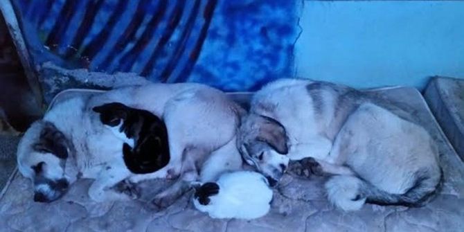 Soğuk Hava Ezeli Düşmanları Bir Araya Getirdi