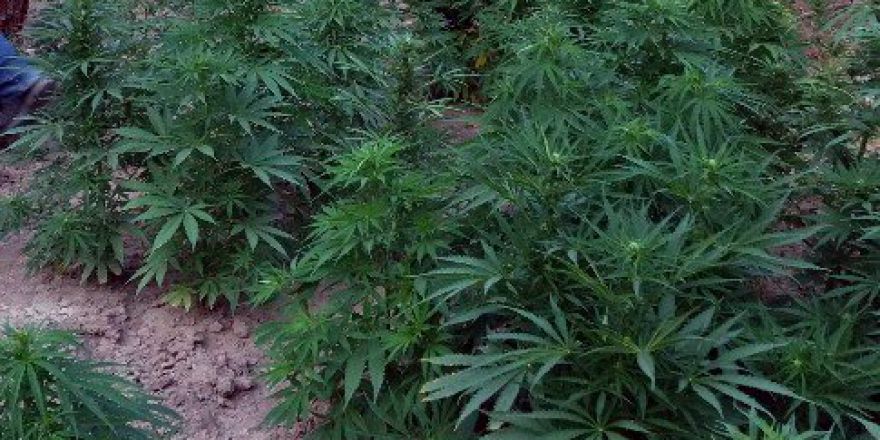 Zehir Taciri Toprağa Gömülü Esrarı Saklayamadı