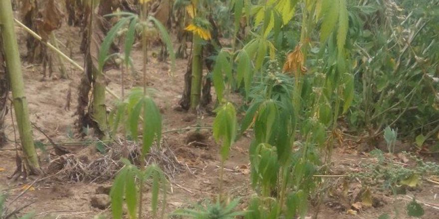 Ayçiçeği Tarlasında 300 Kök Hint Keneviri Ele Geçirildi