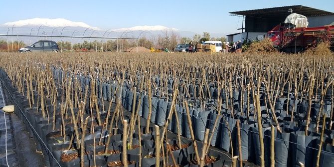 Fidan Yetiştirmekte Zorlanıyorlar