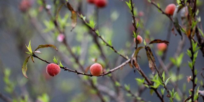 Vietnam’da Erikler Çiçek Açtı, Şeftaliler Meyveye Durdu