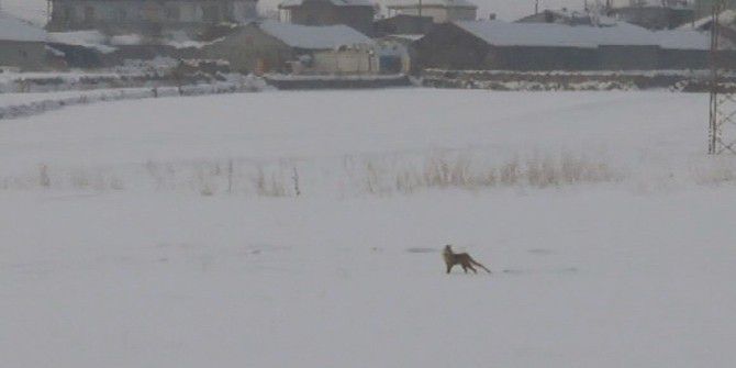 Kış Yaban Hayvanlarını Vurdu