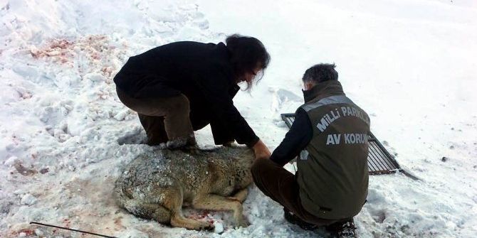 Yaralı Kurt, Tedavi Altına Alındı