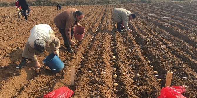 Yerli Patates Çeşitleri Farklı Bölgelerde Dikilerek Gözlemleniyor
