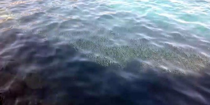 Palamut Ve Uskumrudan Kaçan Hamsi Oltanın Hedefi Oldu