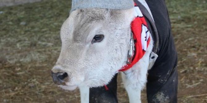Hayvanları Çocukları Gibi Giydirdi