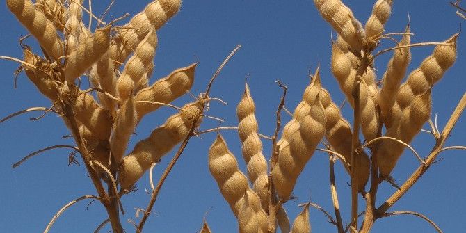 Sü’de Termiye İlavesiyle Glisemik İndeksi Düşük Cips Üretimi Gerçekleştirildi