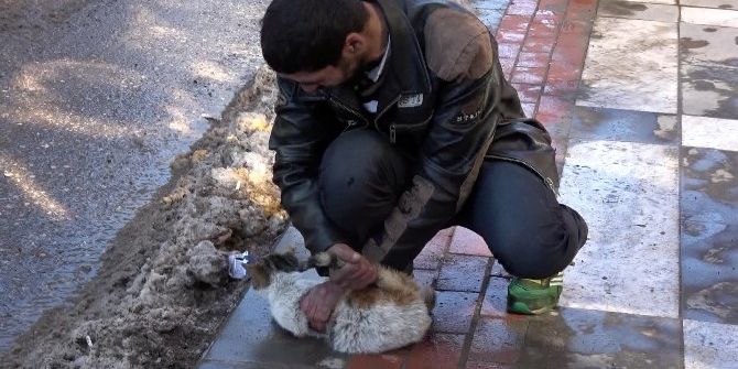 Sokak Ortasında Kediye Eziyet Amatör Kameralar Tarafından Kaydedildi