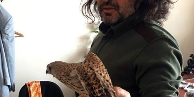 Yaralı Kerkenez Tedavi Altına Alındı