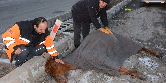 Kuyudan Kurtardıkları Atın Üstünü Örtüp Masaj Yaptılar