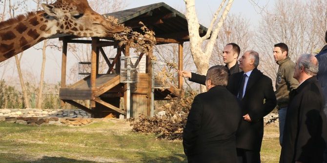 Ala Zürafaları Besledi