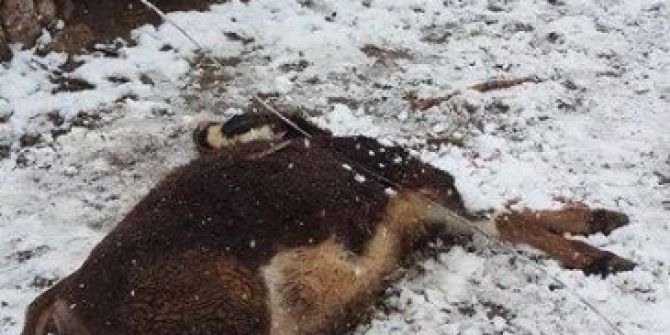 Kopan Elektrik Hattı İneği Telef Etti