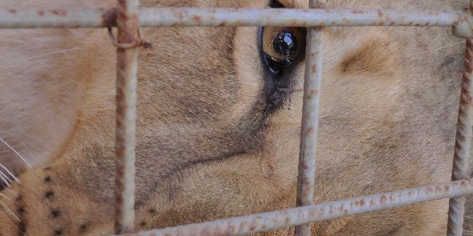 Darıca’da Doğan Türkiye’nin İlk Üçüz Aslanları Antalya’ya Gönderildi