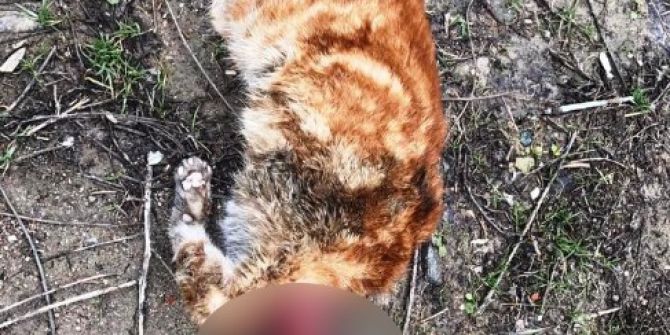 Kafası Kesilen Kedi Hayvanseverleri Harekete Geçirdi