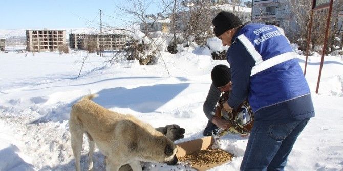 Bingöl Belediyesi, Sokak Hayvanları İçin Doğaya Yem Bıraktı