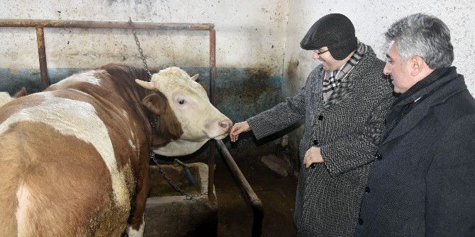 Vali Memiş’ten Ahır İncelemeleri
