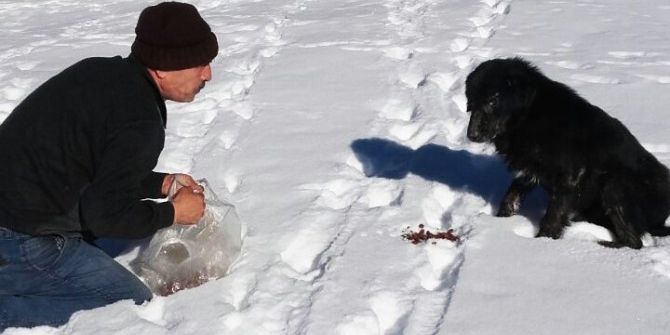 Bolu’da Köpekler Donmak Üzereyken Kurtarıldı