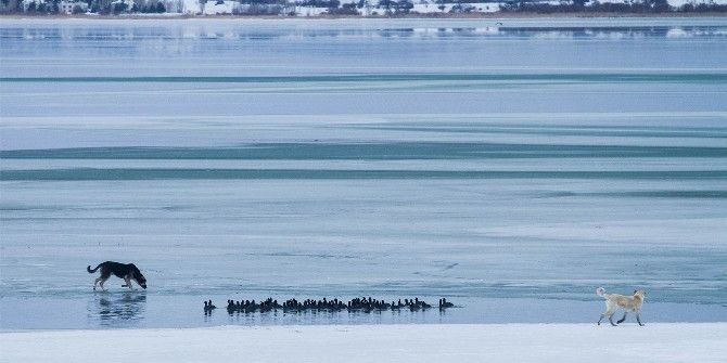 Buz Tutan Gölde Aç Kalan Köpekler Su Kuşu Avında