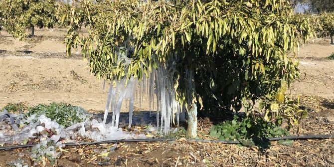 Çukurova’da Narenciye Ve Sebzeleri Don Vurdu
