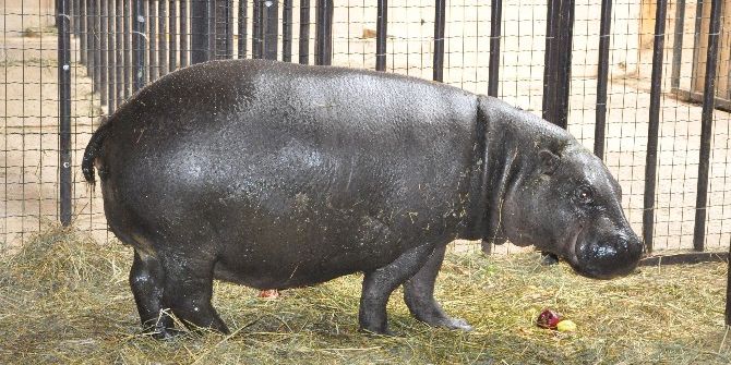 Darıca’da Doğacak Olan Cüce Su Aygırı Ultrasonda Görüntülendi