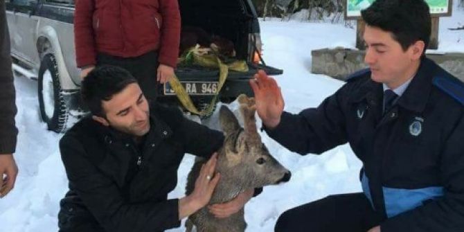 Çaya Düşen Yaralı Karaca, Doğaya Geri Bırakıldı