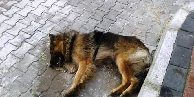 Çanakkale’de Hayvan Katliamı