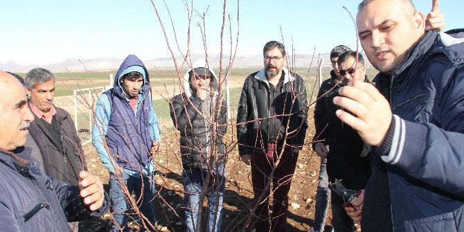 Adıyaman’da Meyve Ağaçlarında Budama Kursu Veriliyor