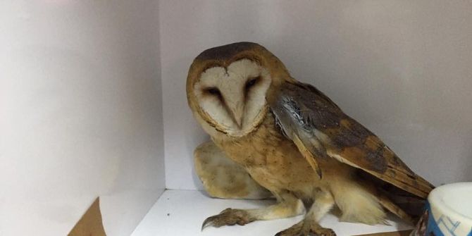 Avcıların Yaraladığı Peçeli Baykuş Tedavi Edildi