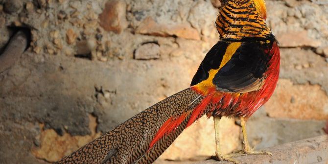 İnşaat İşçisinin İlginç Kuş Merakı