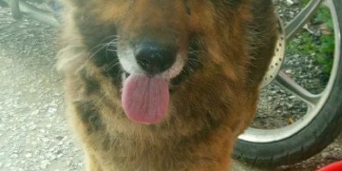 Köpeğini Bulanı 1 Yıl Ücretsiz Tıraş Edecek