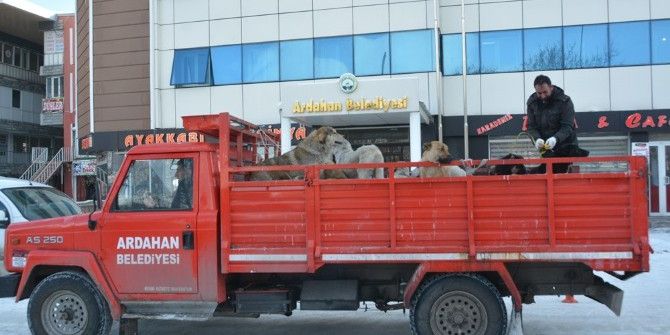 Ardahan’da Sokak Köpekleri Toplanıyor
