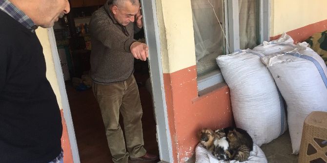 Bu Dostluk Görenleri Şaşırtıyor