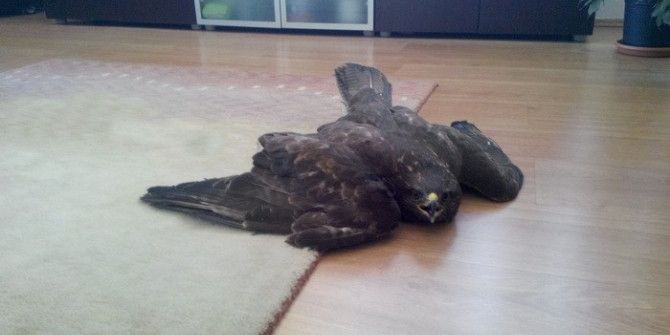 Yaralı Doğan’a Yardım Eli